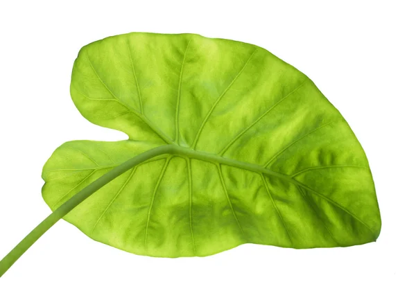 Big green leaf from back — Stock Photo, Image