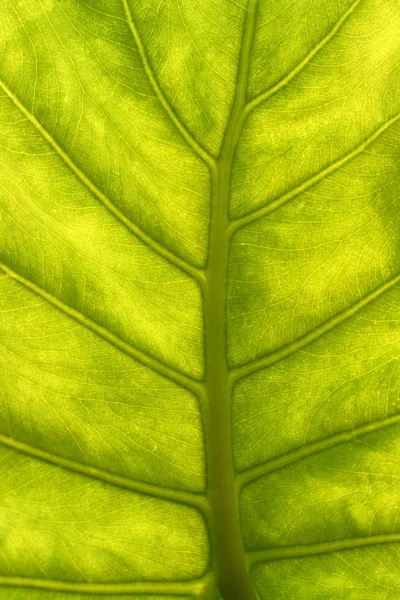 Πράσινο φύλλο με μακροεντολή φλέβες — Φωτογραφία Αρχείου
