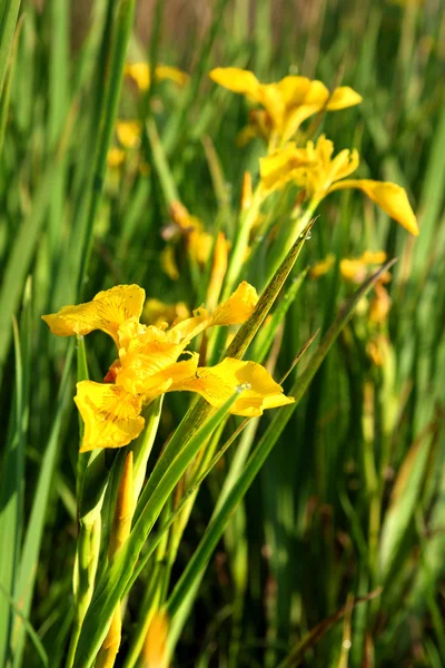 Blossom Iris — Stockfoto