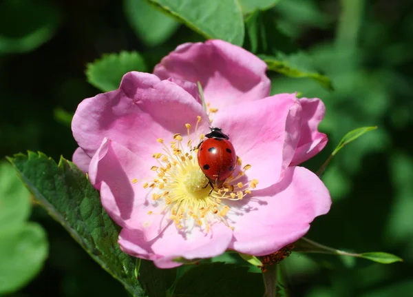 Joaninha na flor roxa — Fotografia de Stock