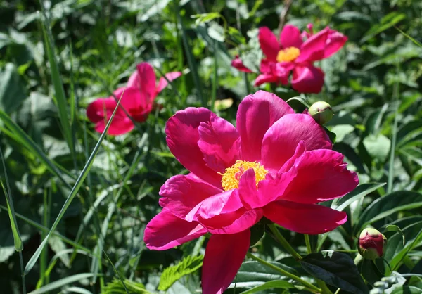 Blossom peonies — Stock Photo, Image