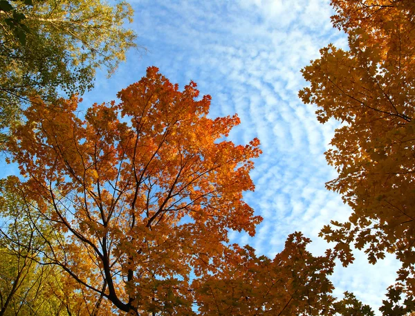 Aututmn galhos de árvores sob o céu — Fotografia de Stock