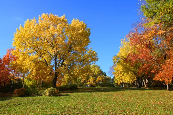 Landscape with trees in aurumn park — Stock Photo, Image