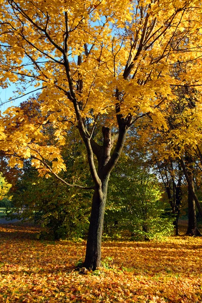 Herbstgelber Baum — Stockfoto