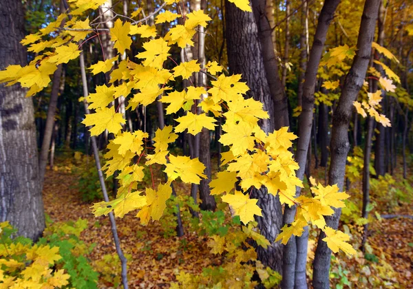 Bright yellow maple leaves — Stock Photo, Image