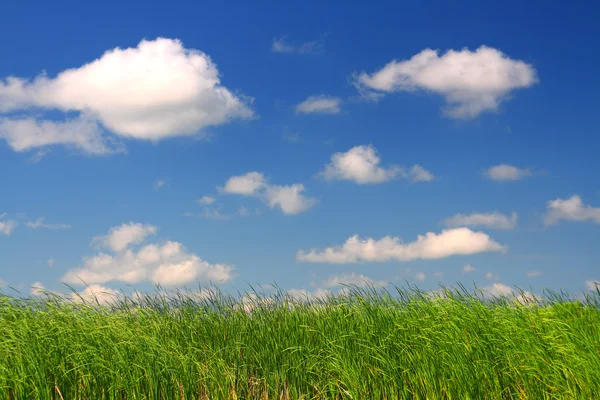 青い空の下の緑の草 — ストック写真