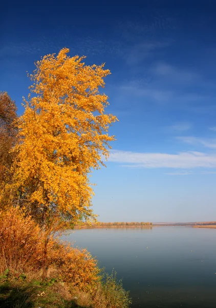 Yellow tree near river — Stock Photo, Image