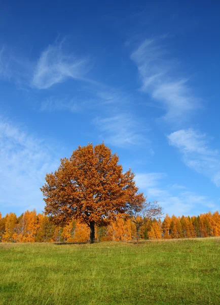 Осенний пейзаж с желтым деревом — стоковое фото