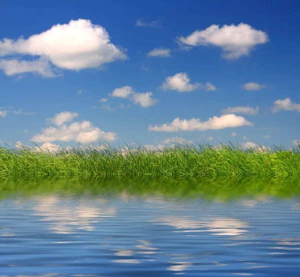 青い空の下の緑の草 — ストック写真