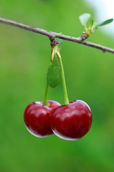 Pair of cherry — Stock Photo, Image