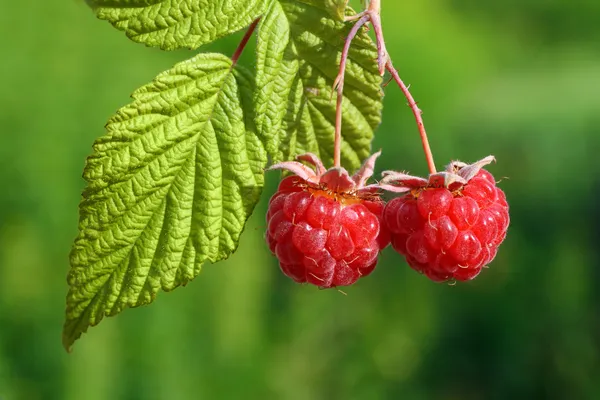 Pair of raspberry with leaf — Stock Photo, Image