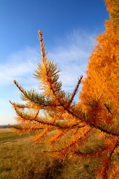 Jesienią drzewa modrzewiowego złoty — Zdjęcie stockowe