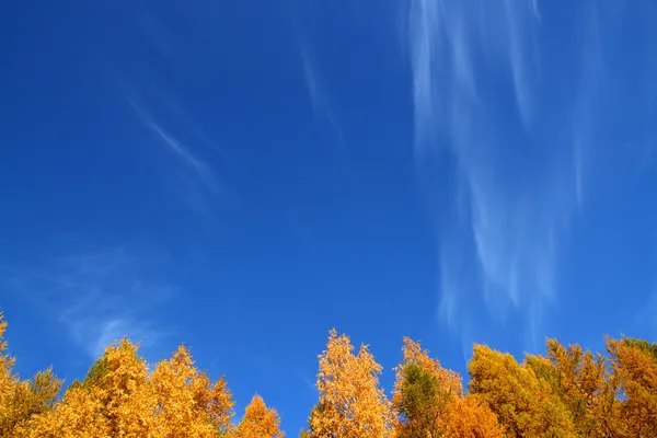 Tło z wierzchołków drzew jesień, pod niebem — Zdjęcie stockowe