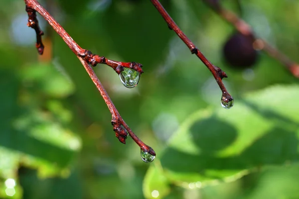 Rain drops on twigs among green leaves — Stock Photo, Image