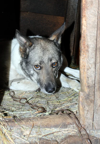 Velho cão triste na cadeia — Fotografia de Stock