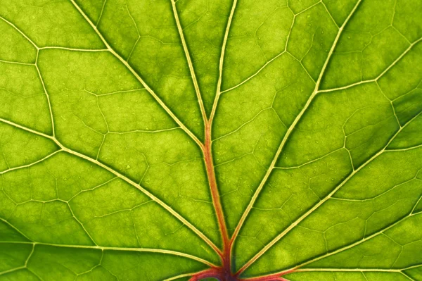 Green leaf with red veins background — Stock Photo, Image