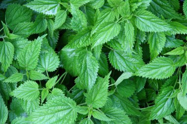 Green nettle leaves clipart