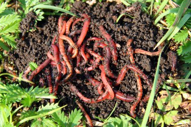 Many red worms in dirt clipart