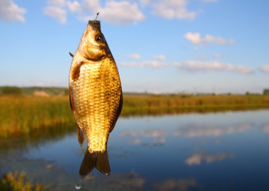 Catching crucian on lake background clipart