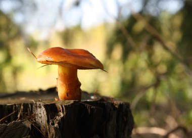 Mushroom on stump in forest clipart