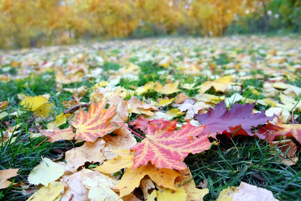 Laub auf Gras im Herbstpark — Stockfoto