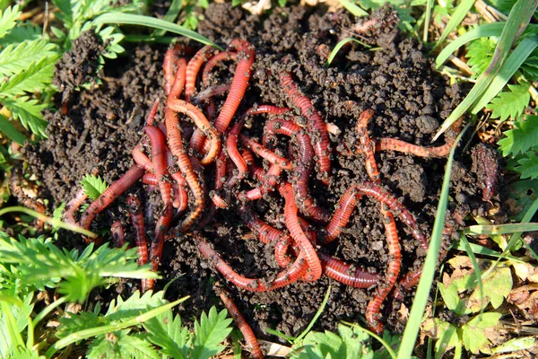 Viele rote Würmer im Dreck — Stockfoto
