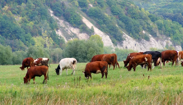 Cows on pasture — Stock Photo, Image