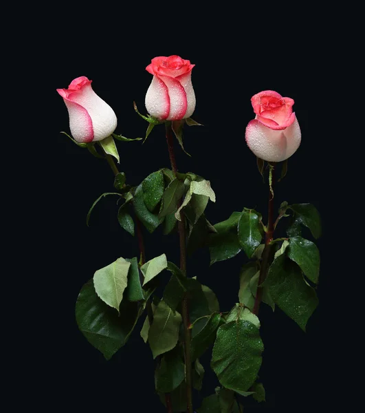 Букет из трех роз — стоковое фото