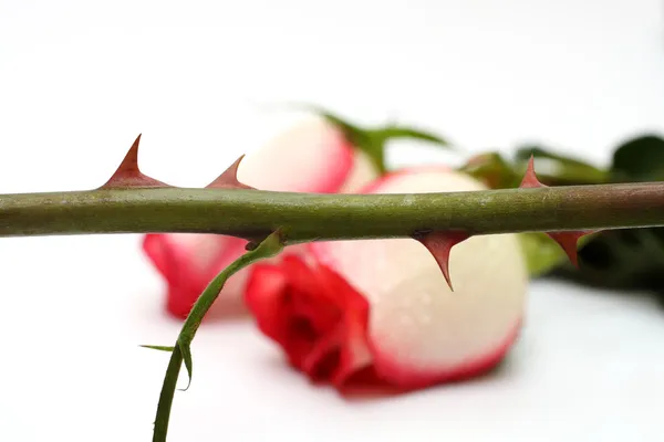 Έννοια αγκάθια και τριαντάφυλλα — Φωτογραφία Αρχείου