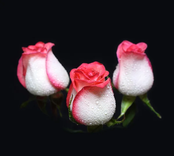 Τρεις λευκό με κόκκινο περίγραμμα τριαντάφυλλα — Φωτογραφία Αρχείου