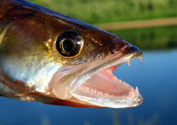 Zander kafa balık — Stok fotoğraf