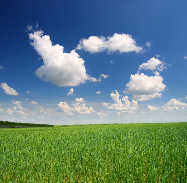 緑の畑に小麦 — ストック写真