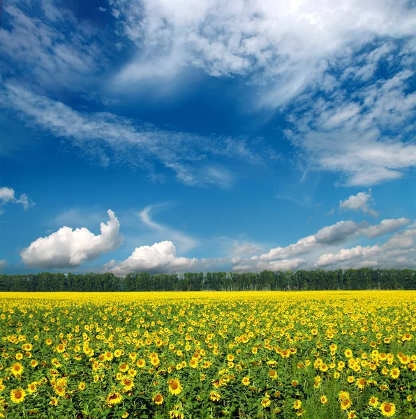 Gökyüzünün altındaki ayçiçeği tarlası — Stok fotoğraf