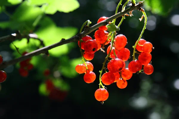 Bunch of red currant berry — Stock Photo, Image