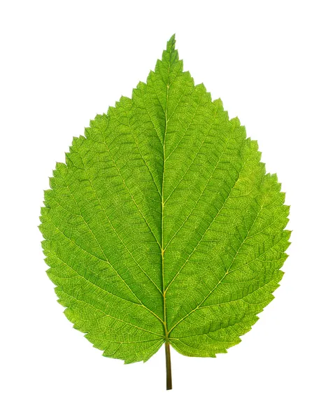 Zielony liść brzozy — Zdjęcie stockowe
