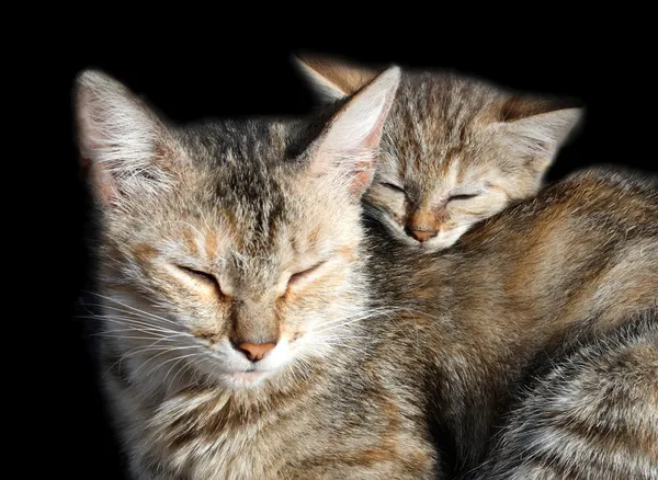 Schlafende Katzen — Stockfoto