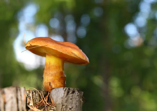 Mushroom on stump in forest — Stock Photo, Image