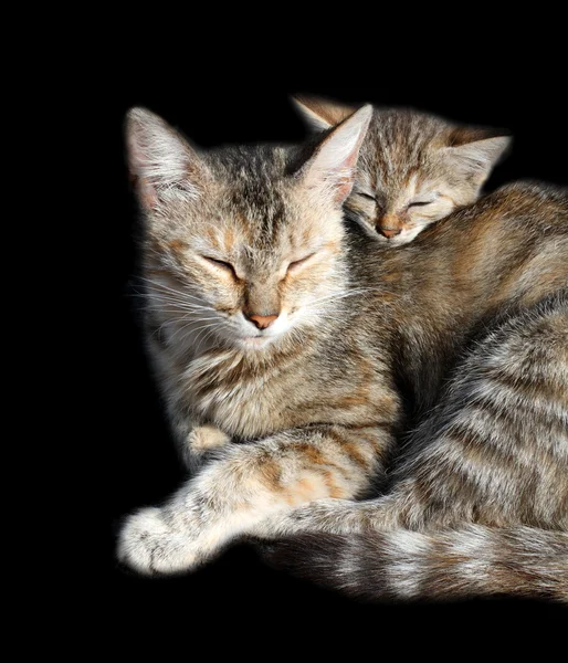 Спящие кошки — стоковое фото