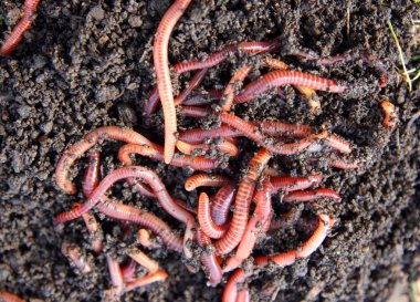 Red worms in compost clipart