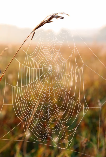 이슬 방울이 달린 거미줄 — 스톡 사진