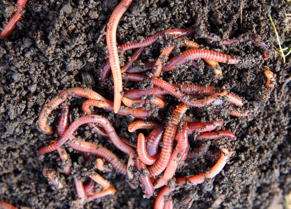 红色的蠕虫堆肥中 — 图库照片