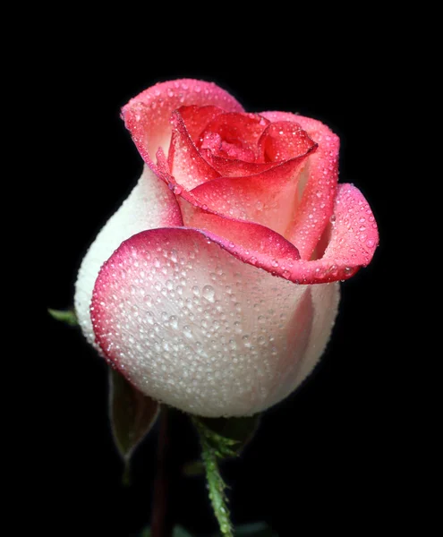 Білий з червоною трояндою кордону — стокове фото