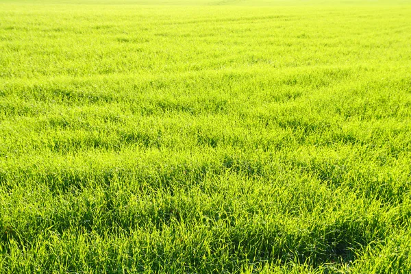 Campo verde com trigo — Fotografia de Stock
