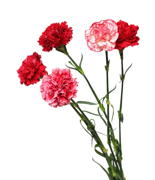 Bouquet of carnation flowers — Stock Photo, Image