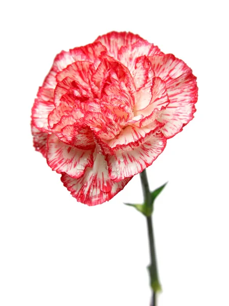 Carnation flower bud — Stock Photo, Image