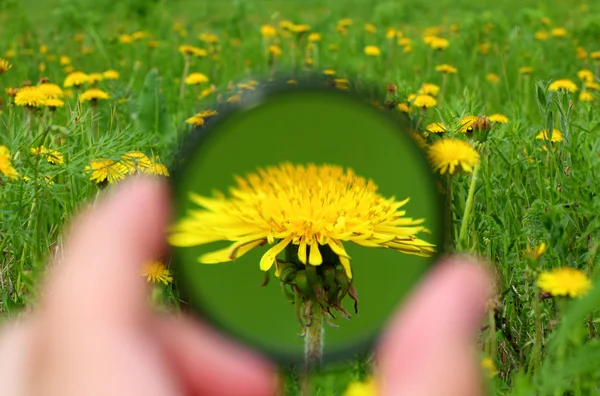 Looking through magnifier on dandelion — Stok fotoğraf