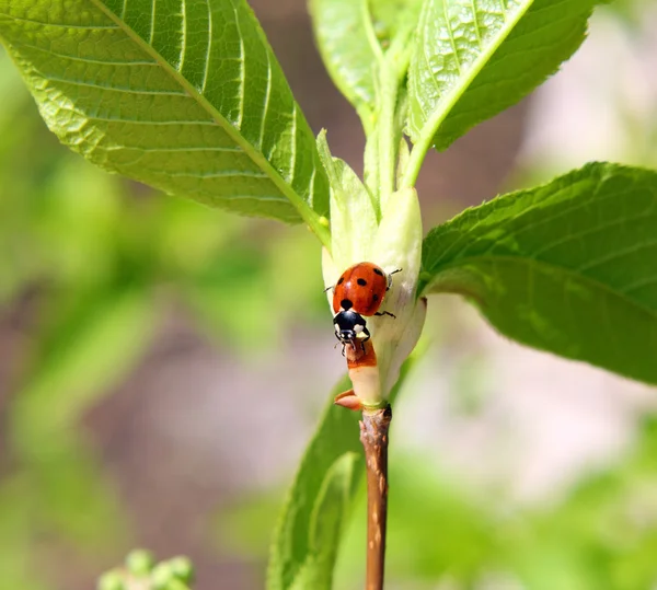 Ladybug on twig — Stock Photo, Image