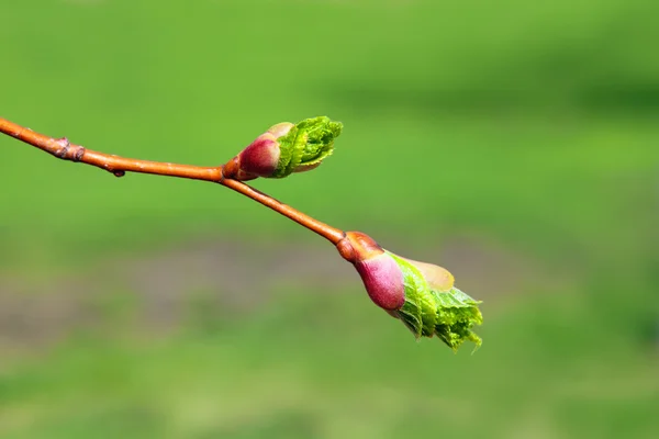 녹색 새싹 매크로 — 스톡 사진