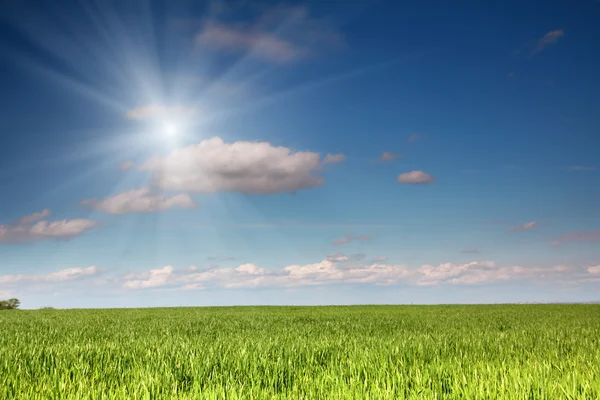 Buğday alan mavi gökyüzü altında — Stok fotoğraf