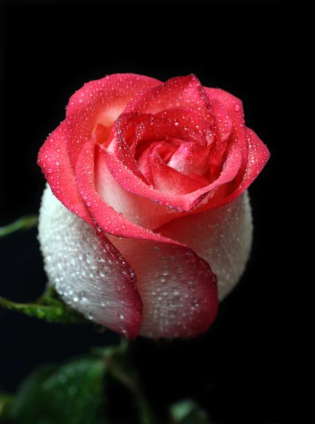 붉은 테두리를 가진 흰색 장미 — 스톡 사진